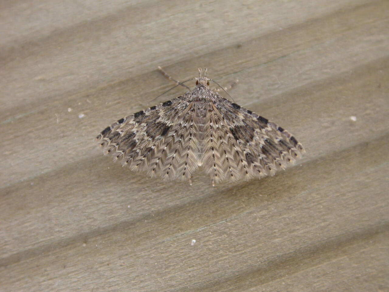 Image of twenty-plume moth