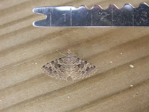 Image of twenty-plume moth