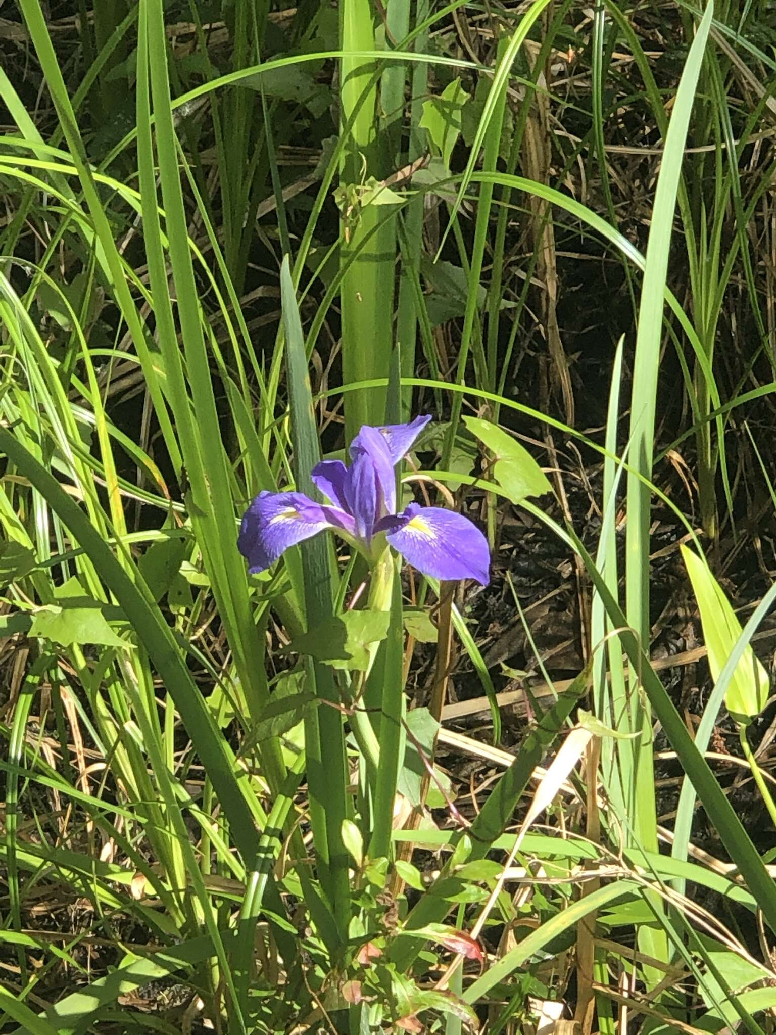 Sivun Iris savannarum Small kuva