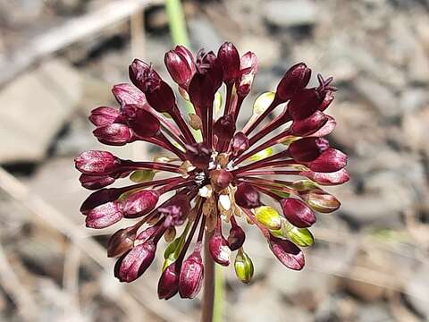 Image of Allium fuscoviolaceum Fomin