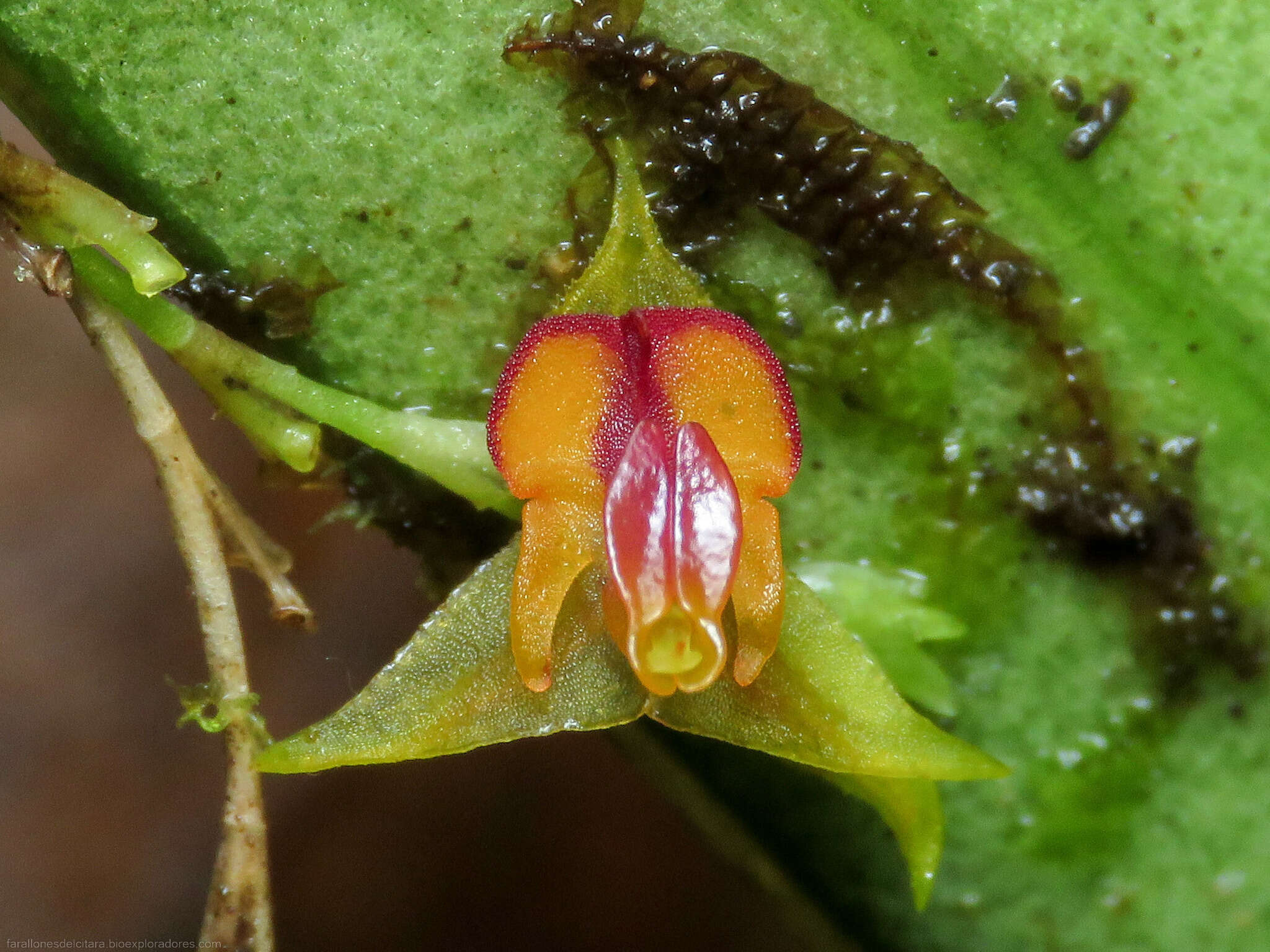 Image of Lepanthes tachirensis Foldats