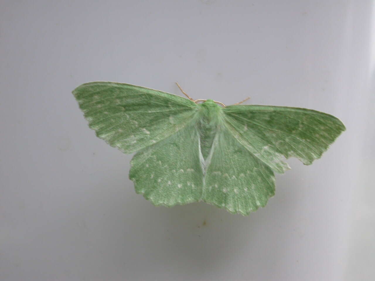 Imagem de Geometra papilionaria Linnaeus 1758