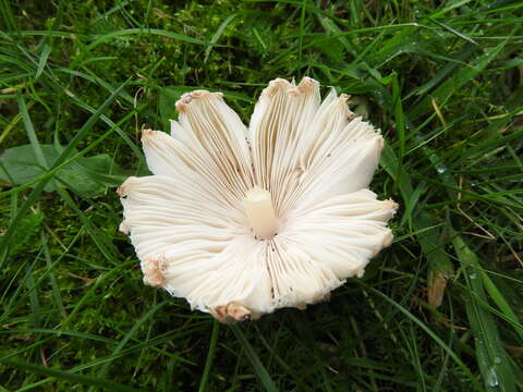 Image of Leucocoprinus cepistipes (Sowerby) Pat. 1889