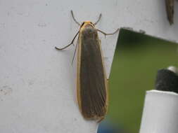 Image of common footman