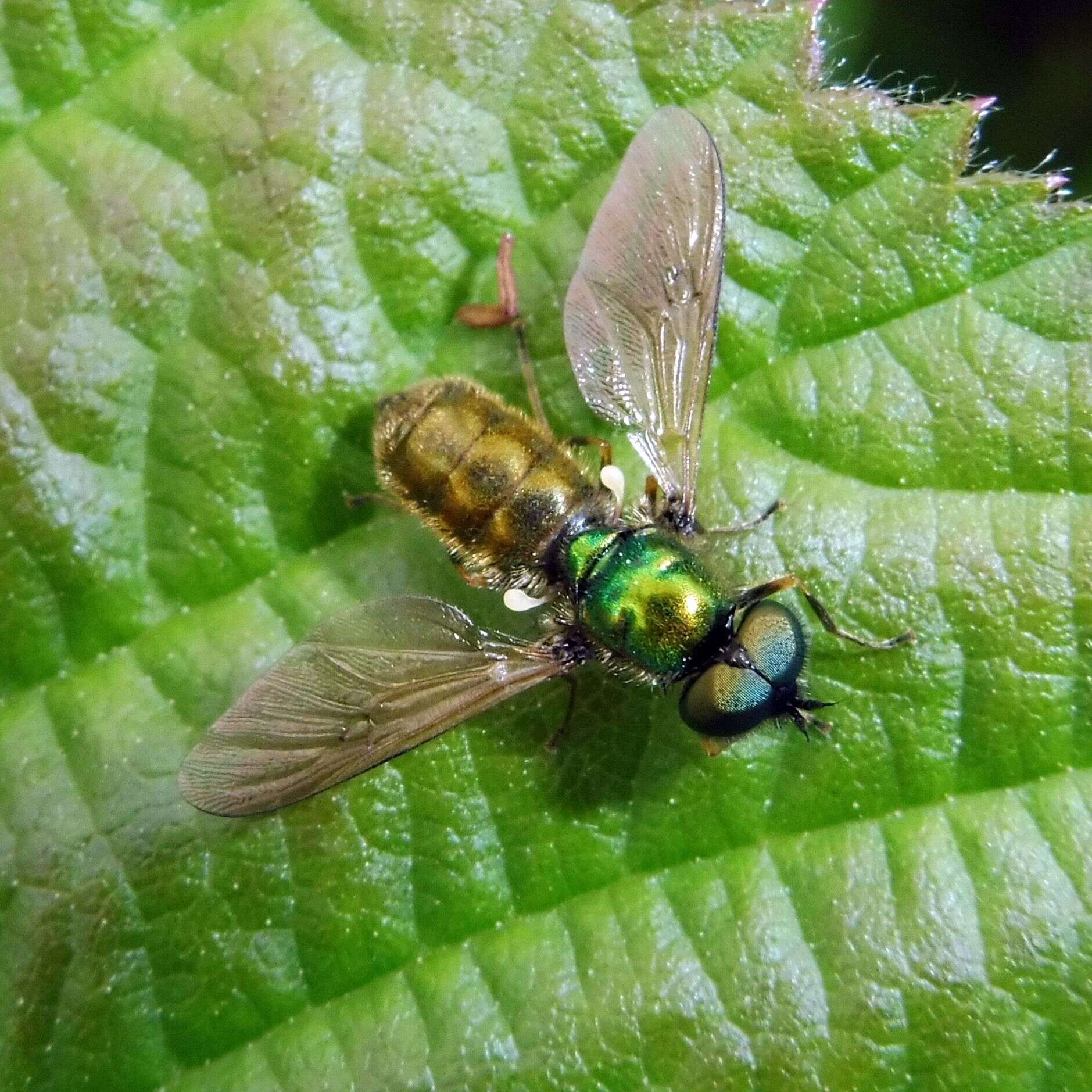 Sivun Chloromyia formosa (Scopoli 1763) kuva