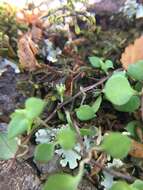 Image of Stellaria parviflora Banks & Soland. ex Hook. fil.