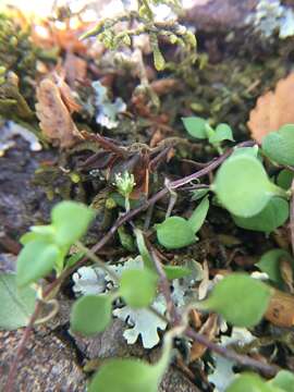 Imagem de Stellaria parviflora Banks & Soland. ex Hook. fil.