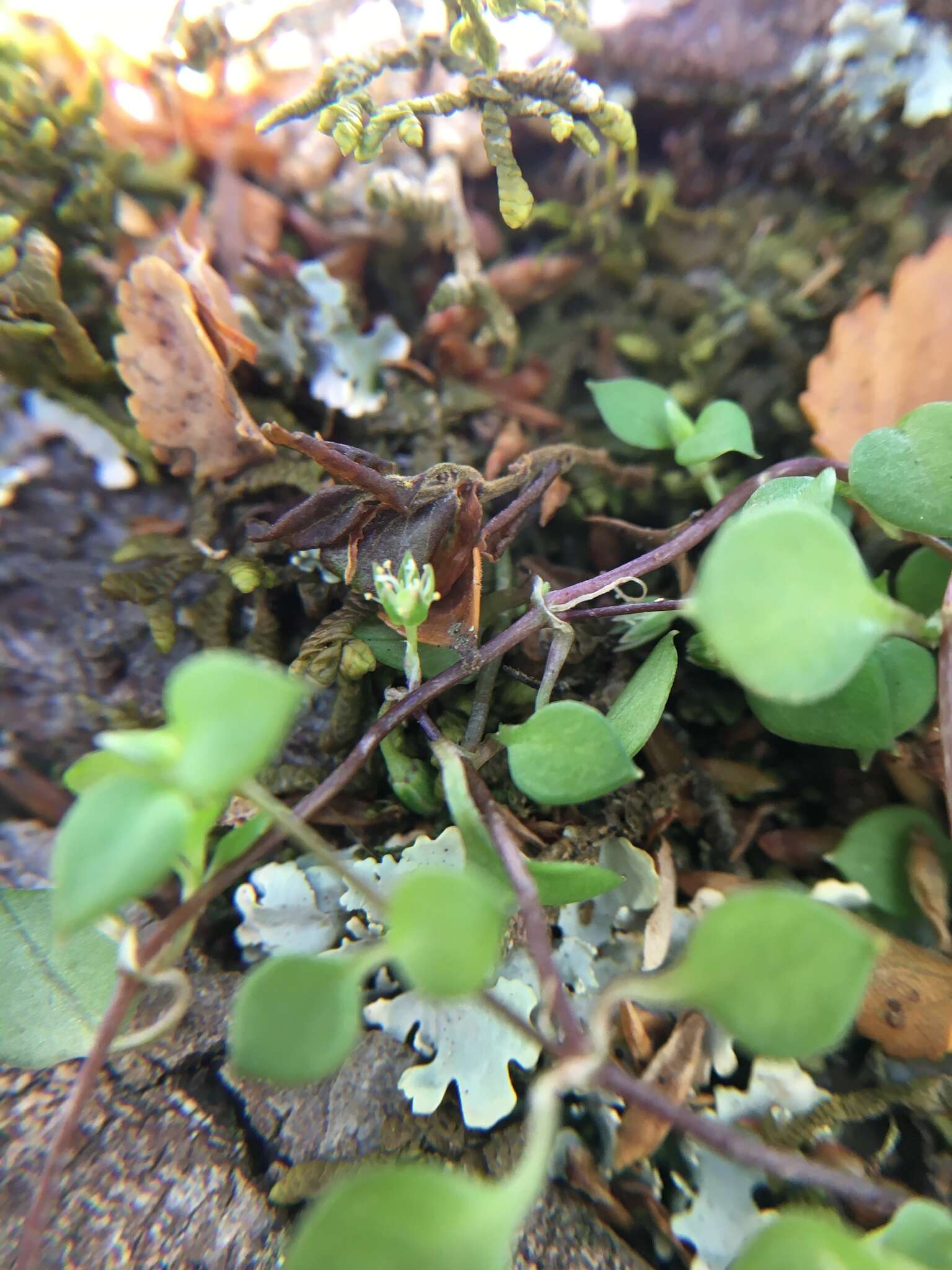 Image of Stellaria parviflora Banks & Soland. ex Hook. fil.