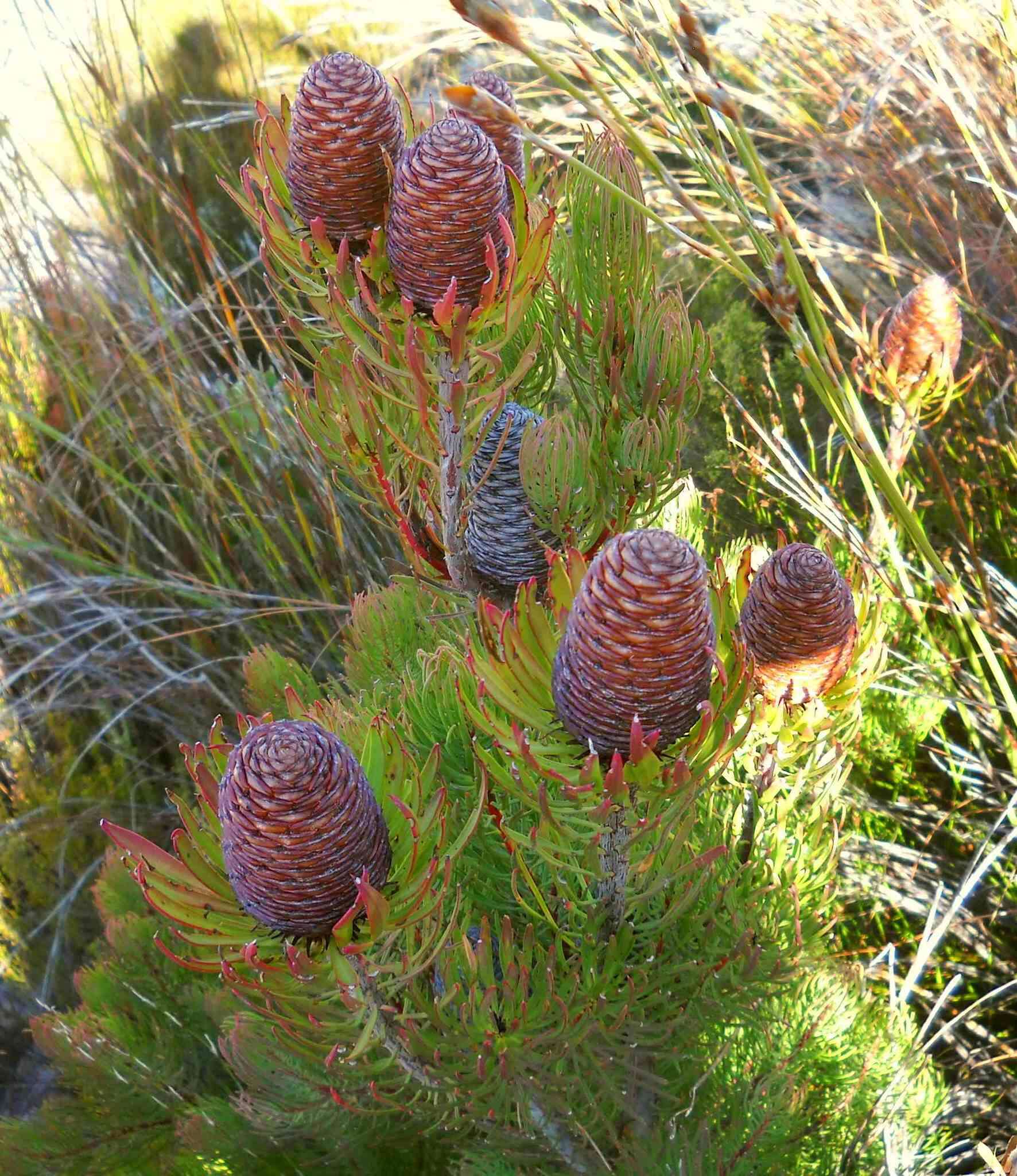 Plancia ëd Leucadendron comosum subsp. comosum