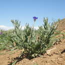 Image de Centaurea depressa M. Bieb.