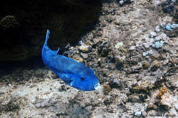 Image of Blue-spotted Puffer