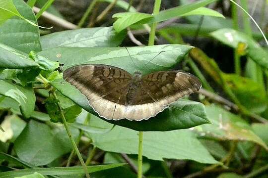 Tanaecia lepidea matala Fruhstorfer 1905 resmi