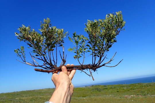 Image of Morella quercifolia (L.) D. J. B. Killick