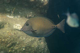 Image of Yellowspotted Sawtail