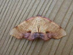 Image of scorched wing