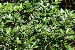 Image of Ilex vomitoria subsp. chiapensis (Sharp) A. E. Murray