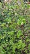 Image de Lonicera canadensis Bartr. ex Marsh.