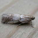 Acrobasis glaucella Staudinger 1859 resmi