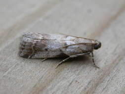 Image of Acrobasis glaucella Staudinger 1859