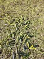 Image de Cereus fernambucensis subsp. fernambucensis