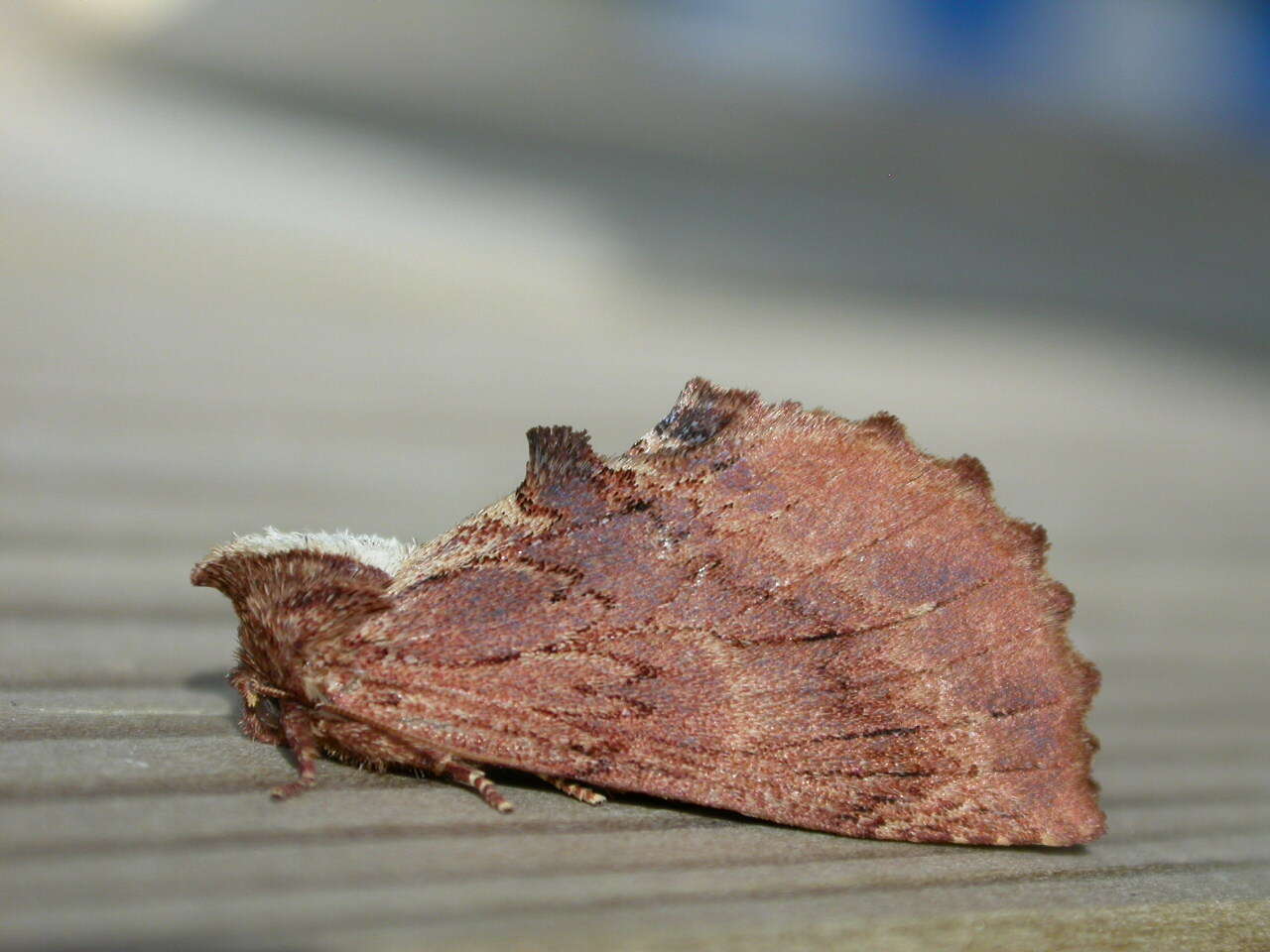 Image of Coxcomb Prominent