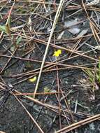 Image of Zigzag bladderwort