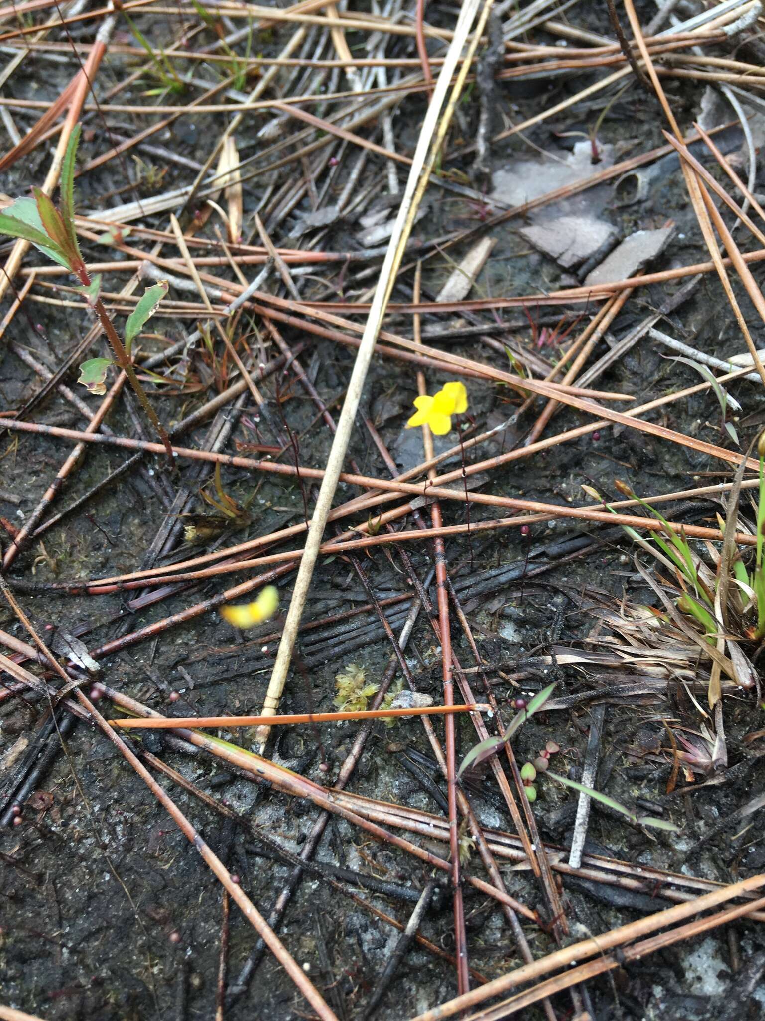 Image of Zigzag bladderwort