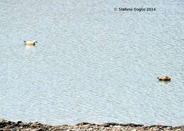 Image of Ruddy Shelduck