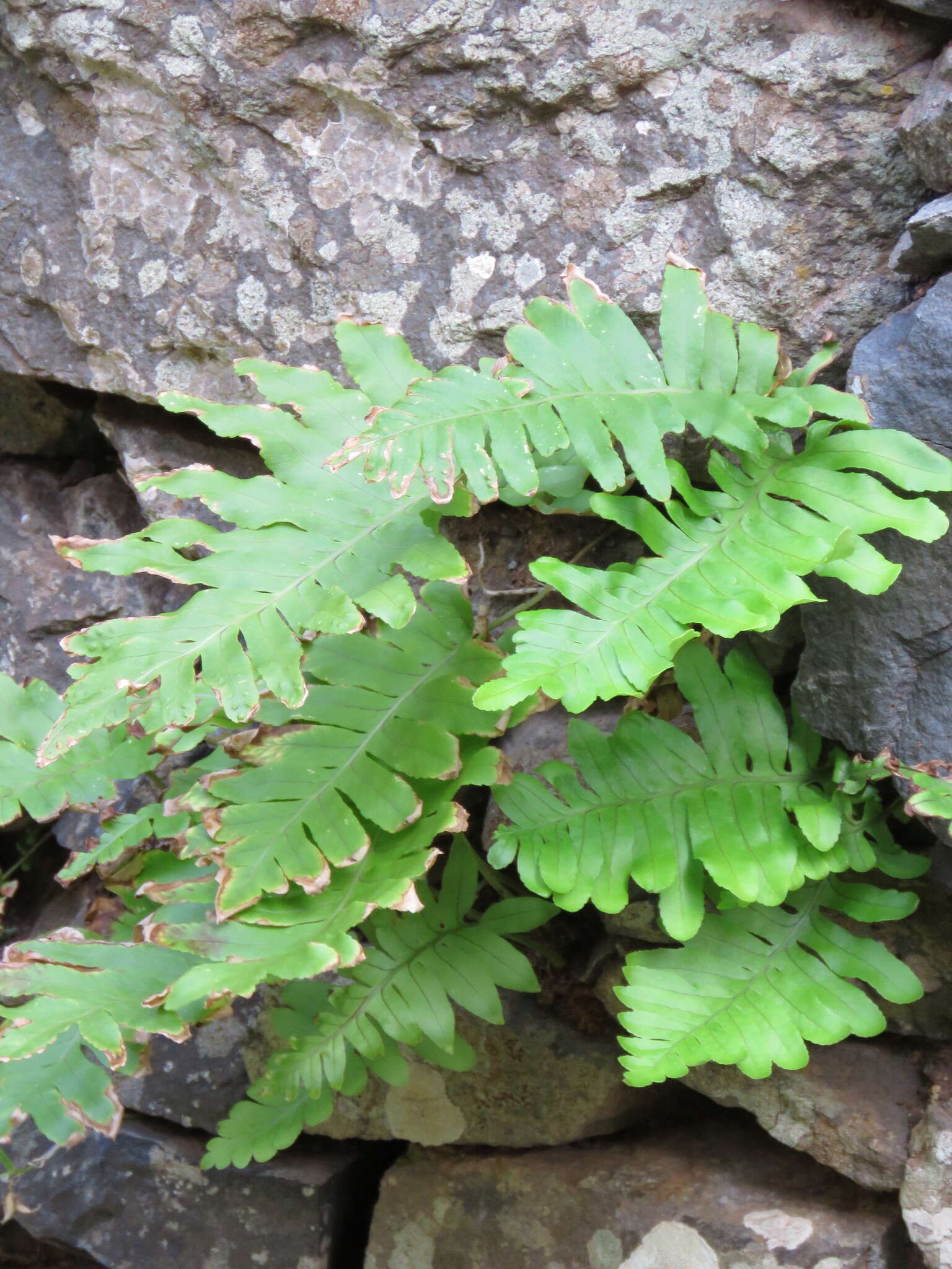 Plancia ëd Polypodium macaronesicum subsp. macaronesicum