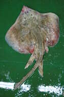 Image of Painted ray or Undulate ray