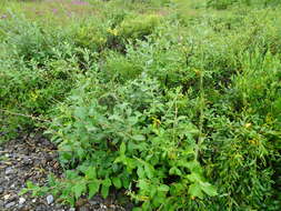 Image de Salix alaxensis var. longistylis (Rydb.) C. K. Schneid.