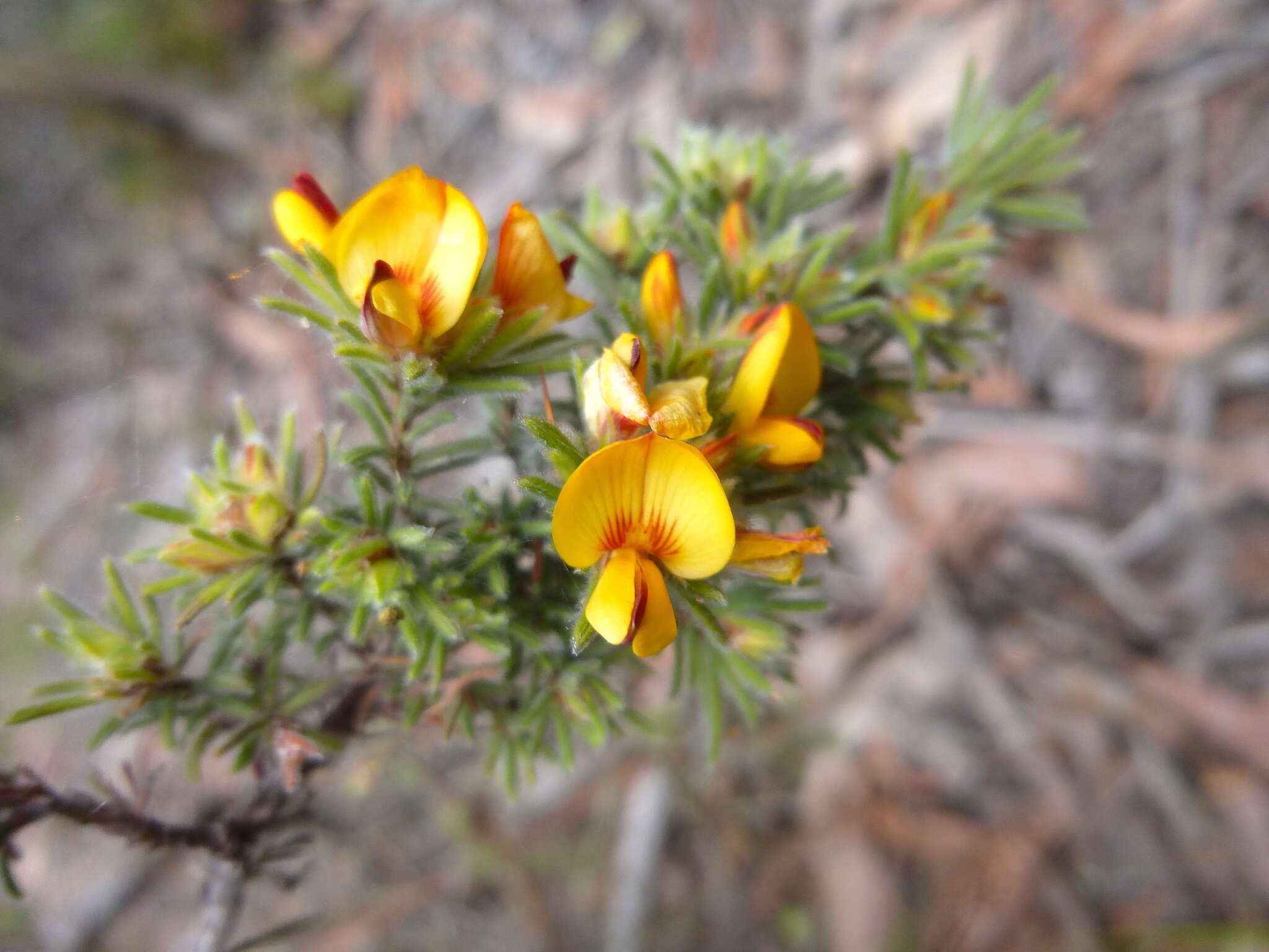 Image of Pultenaea daltonii H. B. Will.