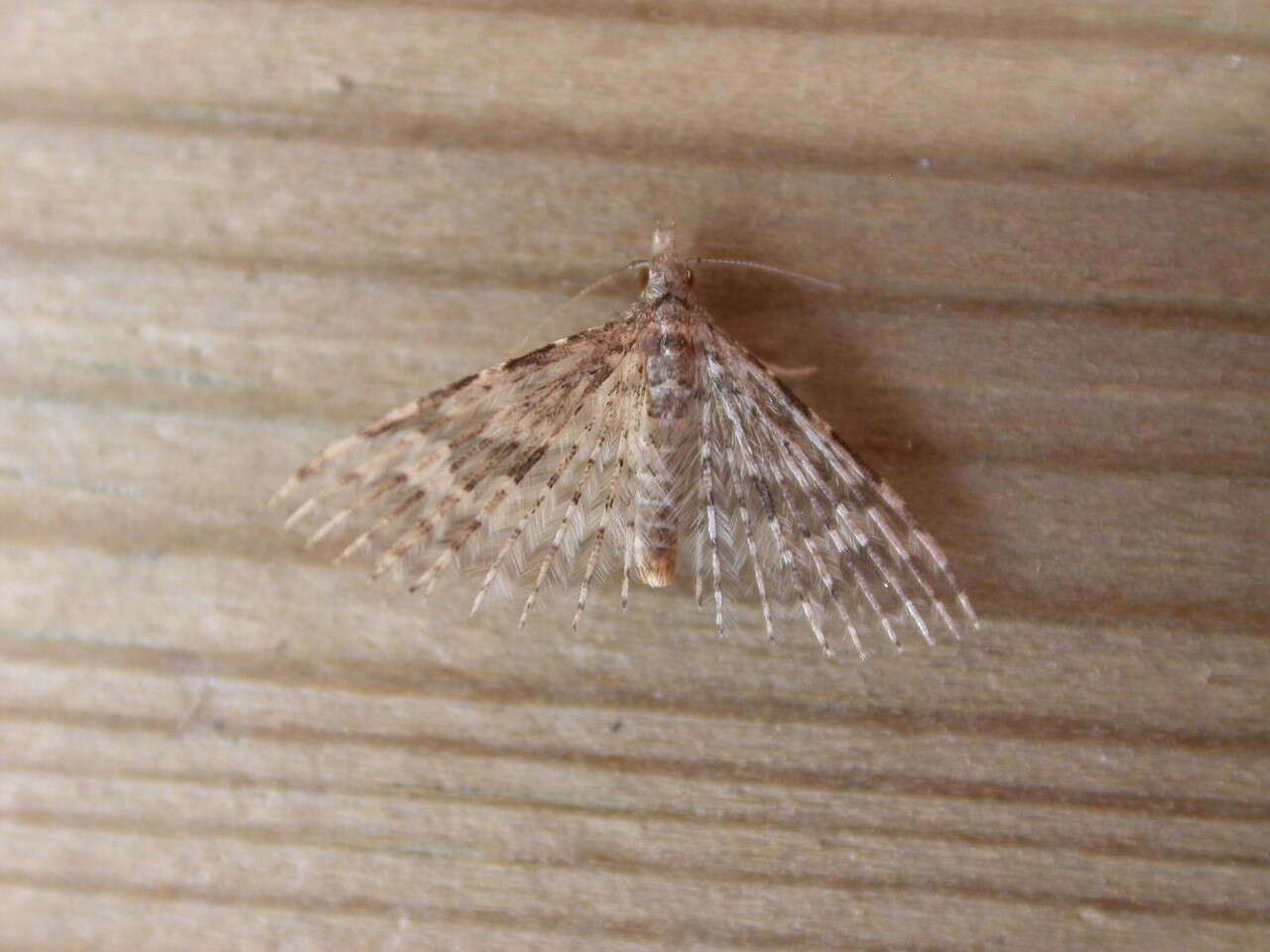 Image of Many-plume Moths