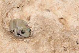 Image of Yucatan Rainfrog