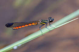 Image of Libellago aurantiaca (Selys 1859)