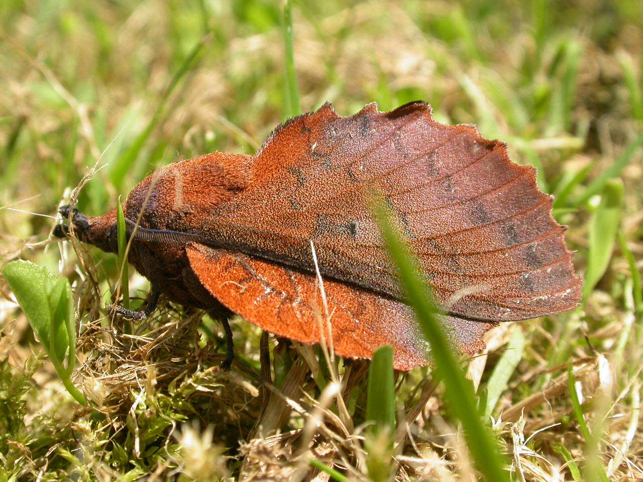 Image of lappet moth