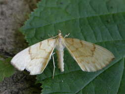 Image of Barred Straw