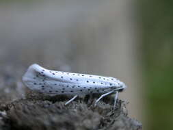 Imagem de Yponomeuta evonymella Linnaeus 1758