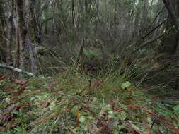 Image of Carex lectissima K. A. Ford