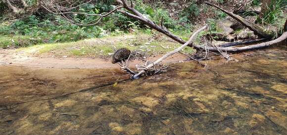 Image of Tachyglossus aculeatus aculeatus (Shaw 1792)