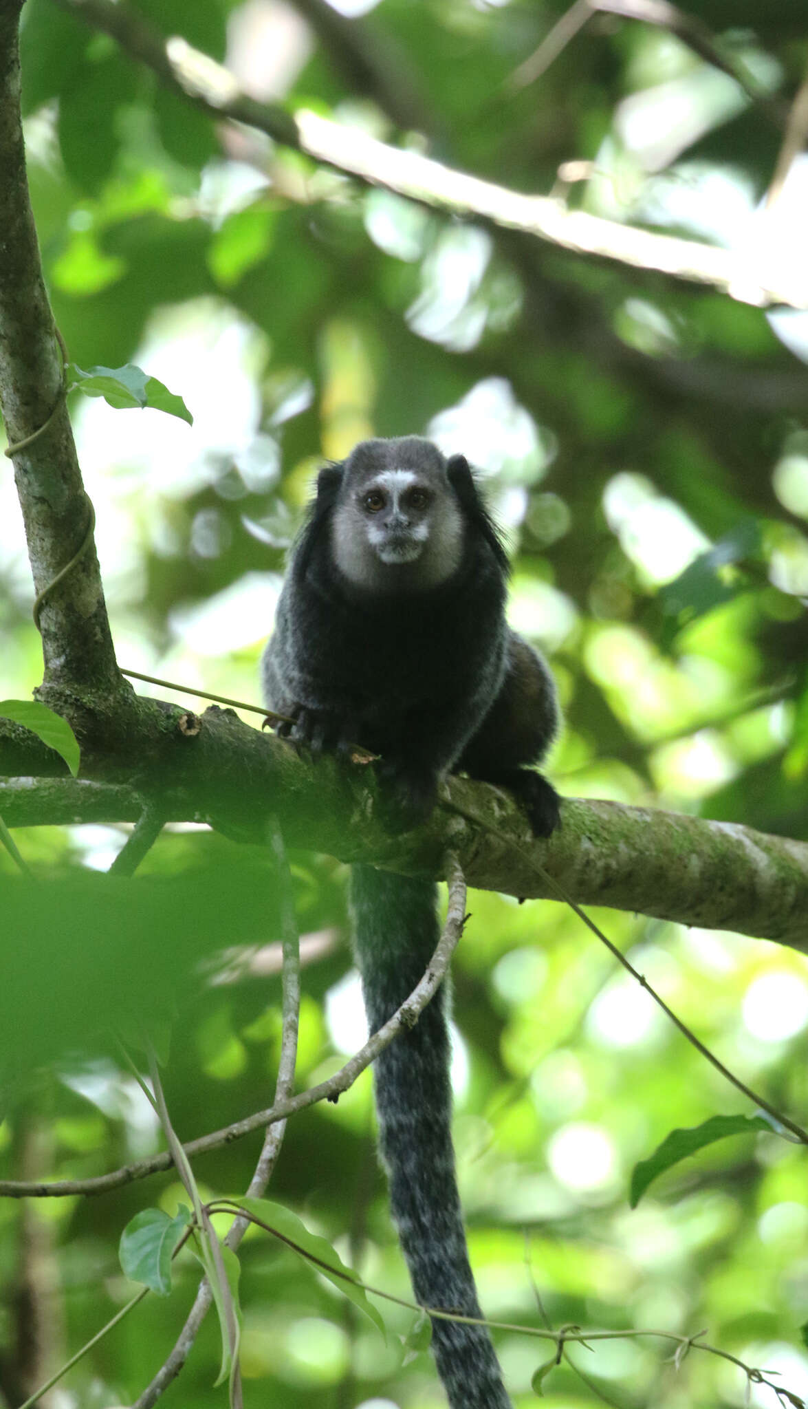 Image of Wied's Black-tufted-ear Marmoset