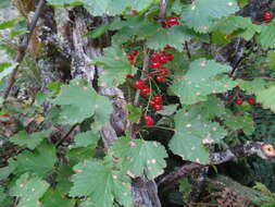 Image of Red Currant