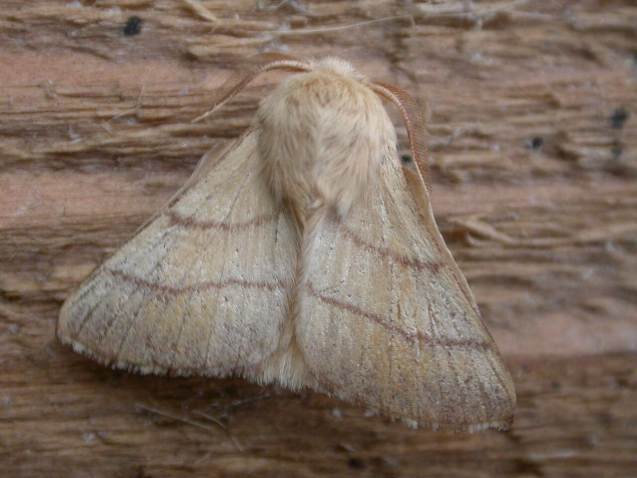 Image of lackey moth