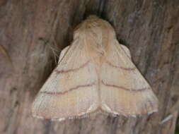 Image of lackey moth