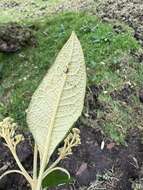 Image of Buddleja bullata Kunth