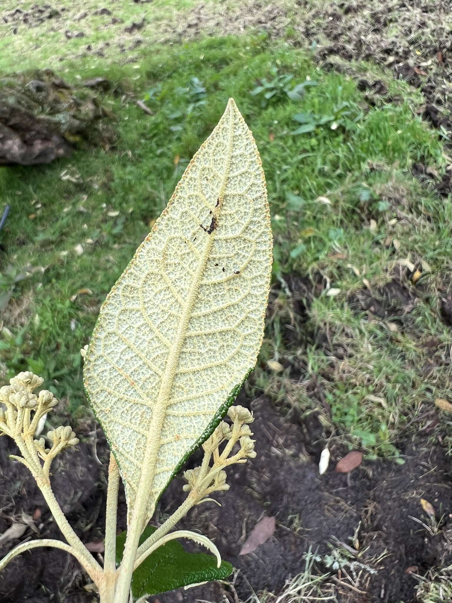 Image of Buddleja bullata Kunth