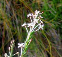 Image of Struthiola myrsinites Lam.
