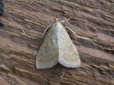 Image of European Corn Borer