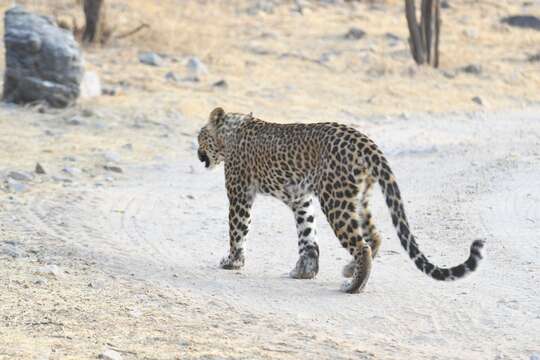 Image of Indian leopard