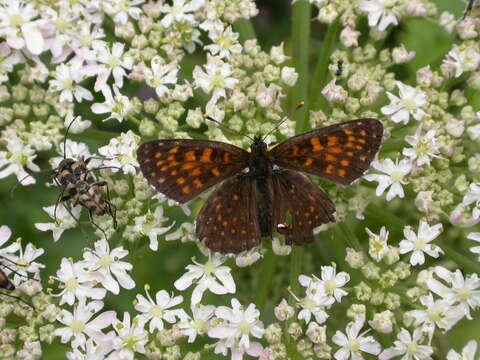 Plancia ëd Melitaea diamina